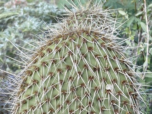 Opuntia pycnantha · iNaturalist