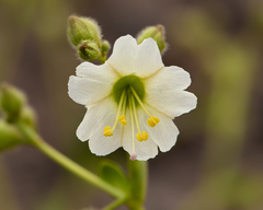 Mirabilis elegans