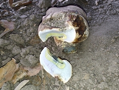 Caloboletus marshii