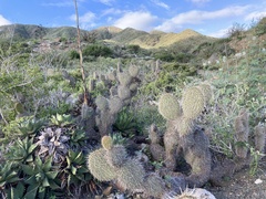 Opuntia pycnantha