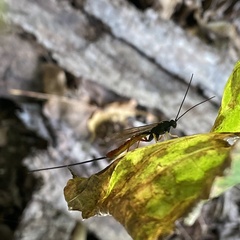 Dolichomitus irritator