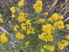 Gutierreziinae