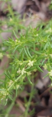Galium migrans