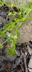 Galium migrans