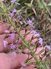 Liatris gracilis