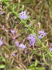 Liatris gracilis
