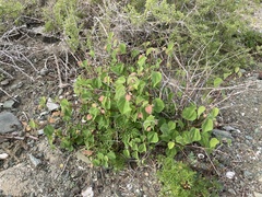 Gossypium davidsonii