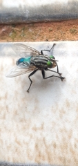 Sarconesia chlorogaster