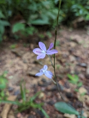 Pseuderanthemum