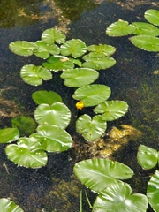 Nuphar variegata