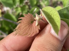 Gossypium davidsonii