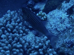 Cheilodipterus macrodon