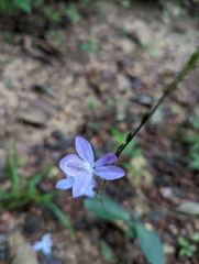Pseuderanthemum