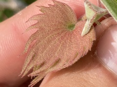 Gossypium davidsonii