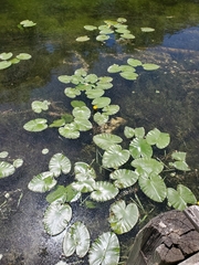 Nuphar variegata