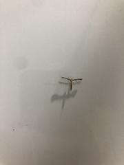 Lantanophaga pusillidactylus