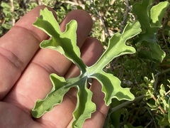 Ibervillea sonorae
