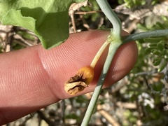 Ibervillea sonorae