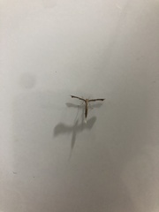 Lantanophaga pusillidactylus