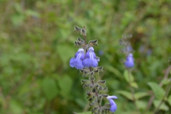 Salvia amarissima