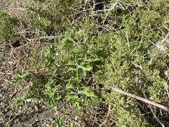 Ibervillea sonorae