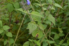 Salvia amarissima