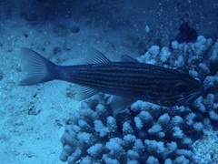 Cheilodipterus macrodon