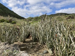 Euphorbia lomelii