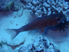 Cheilodipterus macrodon