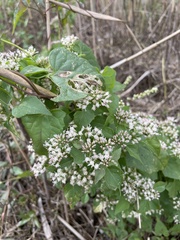 Mikania scandens