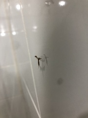 Lantanophaga pusillidactylus