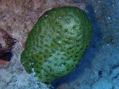 Acanthastrea