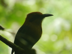 Electron platyrhynchum