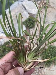 Cyperus surinamensis