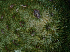 Acanthastrea