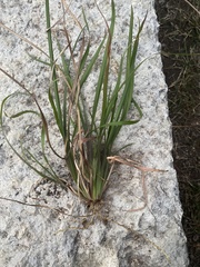 Cyperus surinamensis
