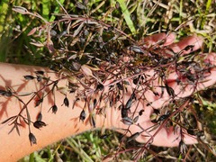 Mecardonia acuminata