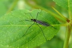 Gnophomyia