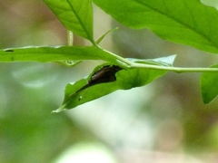 Riodinidae