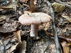 Lactarius subpurpureus