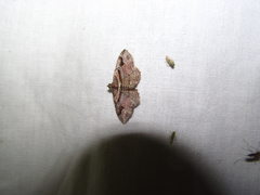 Costaconvexa centrostrigaria