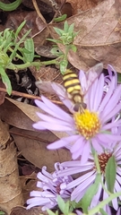 Eupeodes latifasciatus