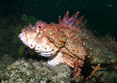 Scorpaena jacksoniensis
