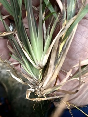 Cyperus surinamensis