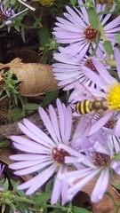 Eupeodes latifasciatus