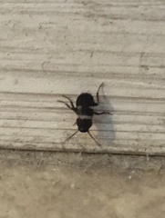 Periplaneta fuliginosa