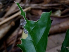 Riodinidae