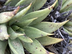 Dudleya albiflora