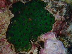 Acanthastrea