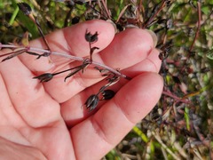 Mecardonia acuminata